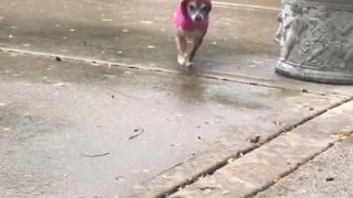 Small chihuahua in pink raincoat running towards owner from behind bush