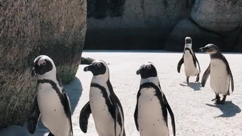 Video of Penguins Walking