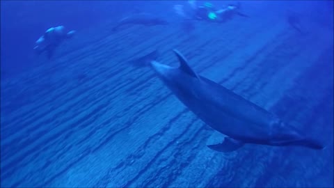 Dolphins And Divers Share Incredible Underwater Interaction
