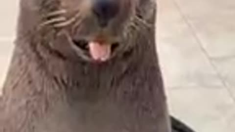 Cute sea lion Comes when called ViralHog