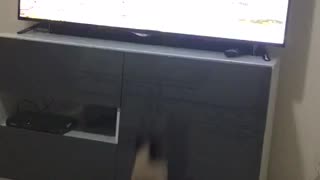 Cute Siamese Cat Watching TV and Fail