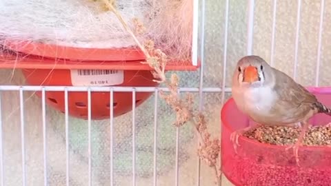 A pair of canaries whistling inside the cage, great sound