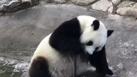 Panda playing with water