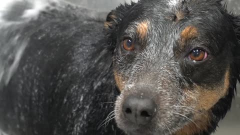 Don't mess with the Australian Cattle Dog- Our pets