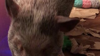 Rowan The Pig Shows off His Musical Skills