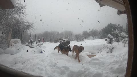 Loving dogs play in the snow