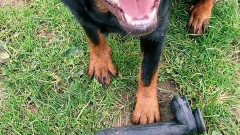 ROTTWEILER FINDS A SPECIAL NEW TOY