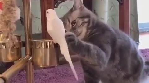 cat and parrot playing