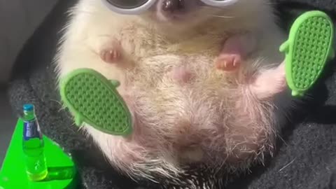 A day in the life of a spoiled hedgehog