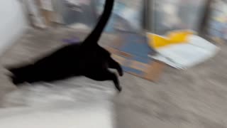 Adopting a Cat from a Shelter Vlog - Cute Precious Piper Has a Great Time Playing