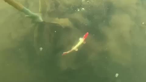 Spear fishing northern pike