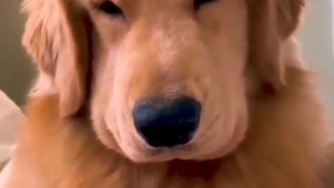 Why you so cute dog reaction