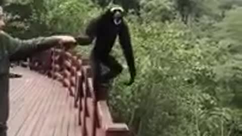 Monkey sings strange and funny