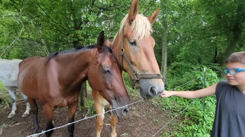 GENTLE GIANTS: RENAMING OUR NEIGHBORS' HORSES