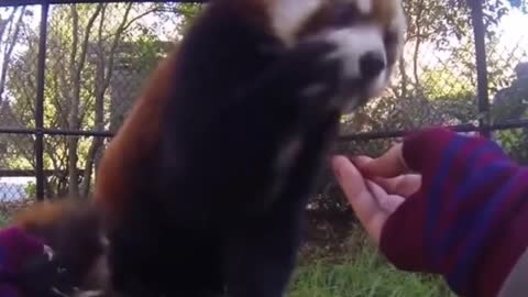 Baby Pandas are so playfull