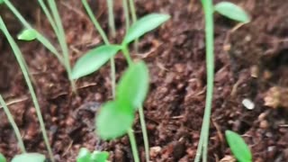 Hooray! My Dollarama Parsley is Growing!