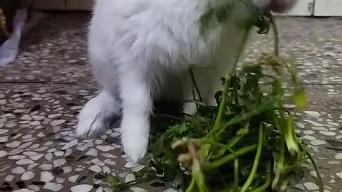 CUTE BUNNY 🐇 2022 EATING VIDEO