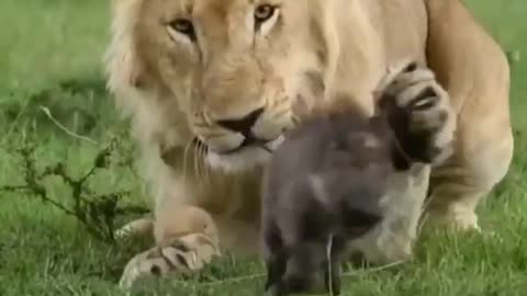 Why Lion did not eat the little pork