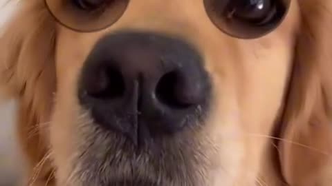 Best Funny Dogs Video -EP (40)