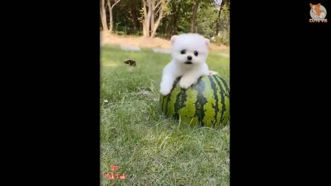 Most Famous Pomeranian Funny Compilation