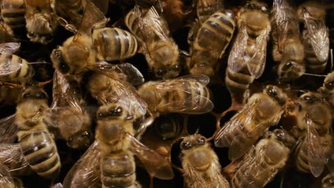 Slider Across Busy Honey Bees In A Hive