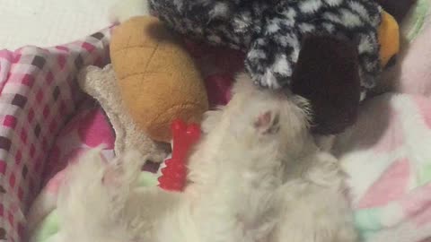 Cute baby dogs playing with their own size dolls