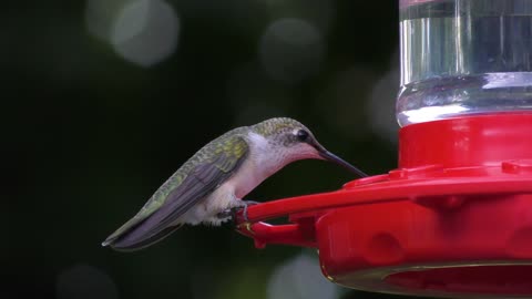 Ruby Throated Hummingbird female feeds on nectar . Camera close up
