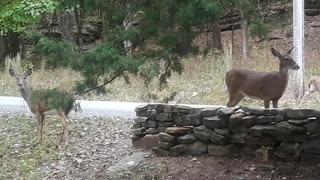 Herd of Deer Listen to Caretaker