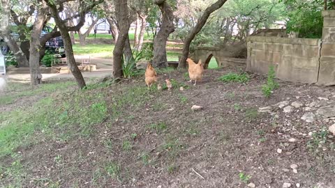 Chicks and Hens Guarded by Big LGD