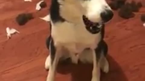 Guilty husky just can't face the truth, throws temper tantrum 😂 (via ViralHog)