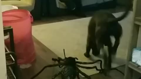 Puppy scared of halloween spider