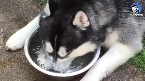 Husky Blowing Bubbles On The Water Bowl