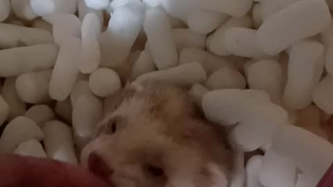 Cute ferret nibbles!