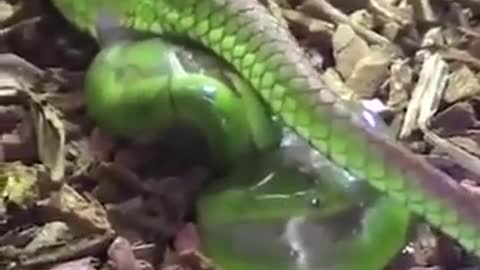 Green snake birth baby