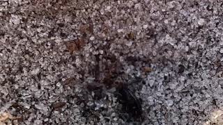 Antlion Drags Beetle Down