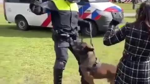 Niederlande: Polizeihund mit Ehre