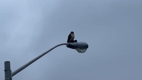 Red-Tailed Hawk in a busy mall in Toronto