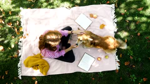 Aerial view of a picnic day with a dog