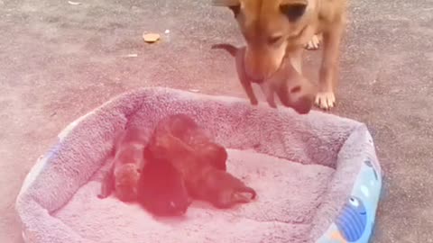 Cute 🥰🥰🥰 moment papis,animal video