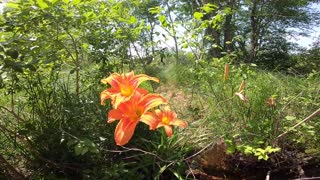 Tiger Lily