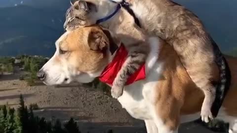 A Cat in love with Dog, hoping for a Smooth ride.