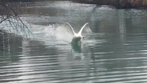 Territorial Swan Scares Guy Out of Pond