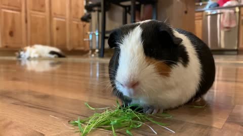 Guinea pig eat micro green