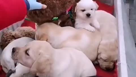Lovely and funny animals Lovely dog viral