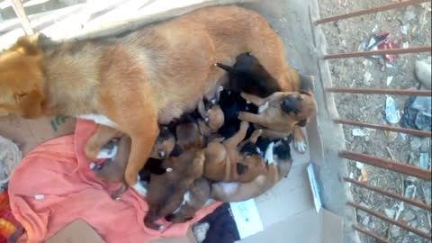 The mother of young dogs breastfeed them☺️☺️☺️