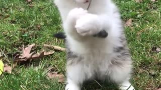 White cat plays with twig on lawn