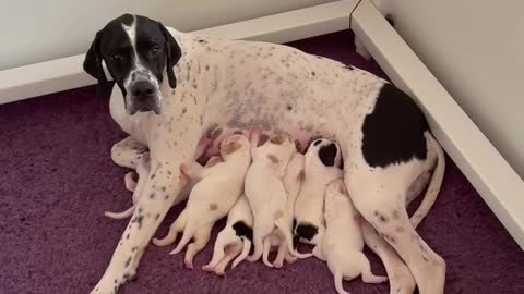5 day old English Pointer Puppies
