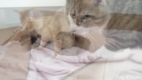 Kitten Kiki tried baby food for the first time