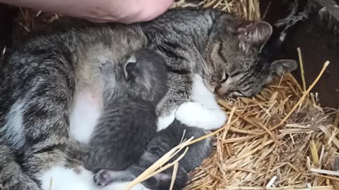 Mama cat feeding her kittens ❤️