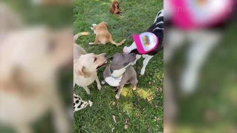 BEST FUNNY ANIMALS VIDEO